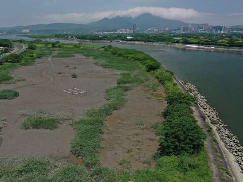 An aerial photo of the habitat taken before related construction during the ebb phase, showing severe land accumulation and marshland takeover by extensive reed growth at the Shezi Island Wetland. Th