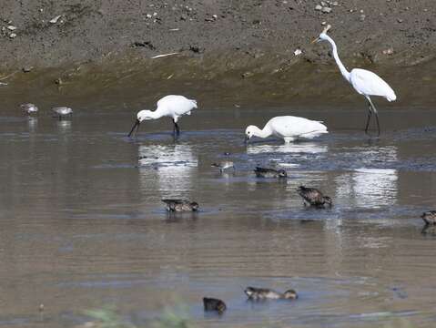 The diversification of habitat types allows various waterfowl species (Eurasian teal, waders, great egret, little egrets, Eurasian spoonbills and other large waders, dunlins and other small waders) to find suitable foraging habitats.