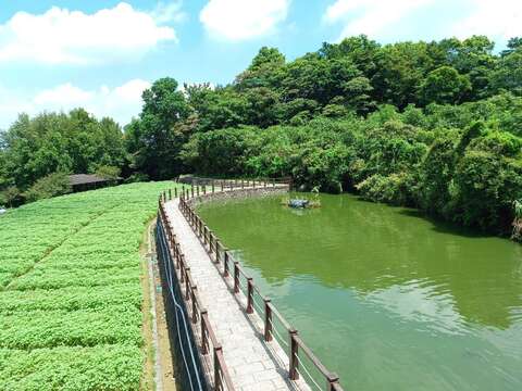 樟樹步道美景(圖片來源：臺北市政府工務局大地工程處)