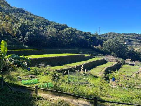 樟樹步道梯田美景(圖片來源：臺北市政府工務局大地工程處)