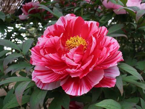牡丹花-島錦(圖片來源：臺北市政府產業發展局)