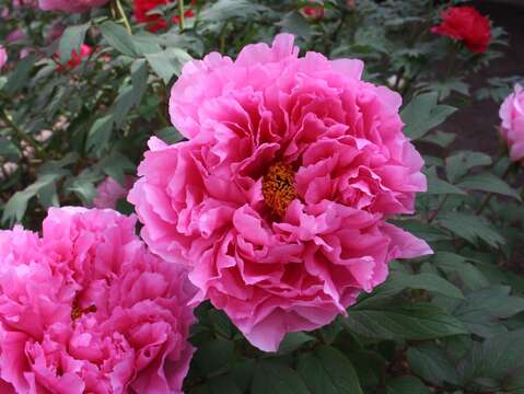 牡丹花-百花殿(圖片來源：臺北市政府產業發展局)