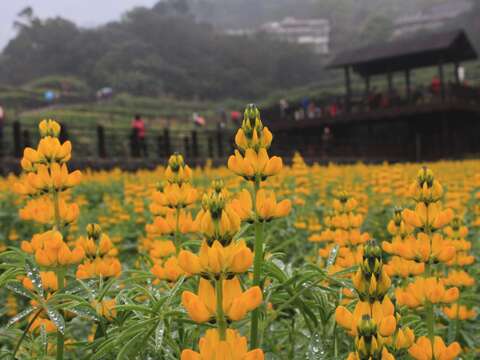 像黃金風鈴一樣的魯冰花,小巧可愛(圖片來源:臺北市政府工務局公園路燈工程管理處)
