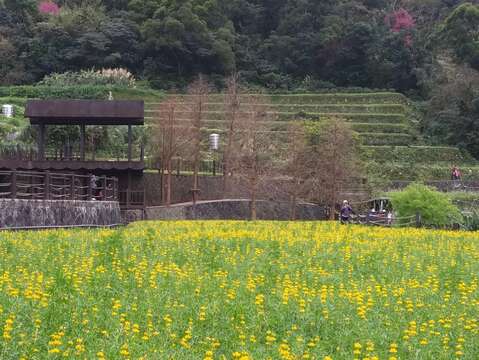 樟樹步道魯冰花海陸續盛放中(圖片來源:臺北市政府工務局公園路燈工程管理處)