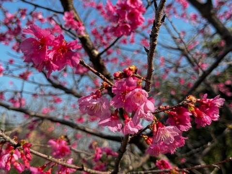 園區消壓塔週邊山櫻花搶先綻放(圖片來源：臺北自來水事業處)