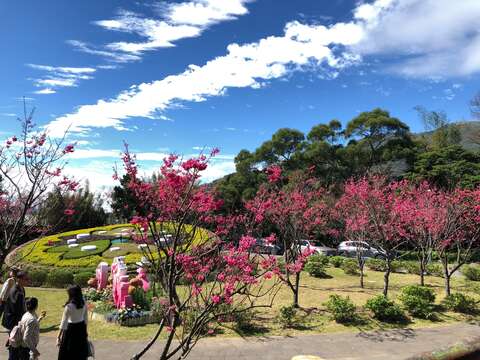 八重櫻花況(圖片來源:臺北市政府工務局公園路燈工程管理處)