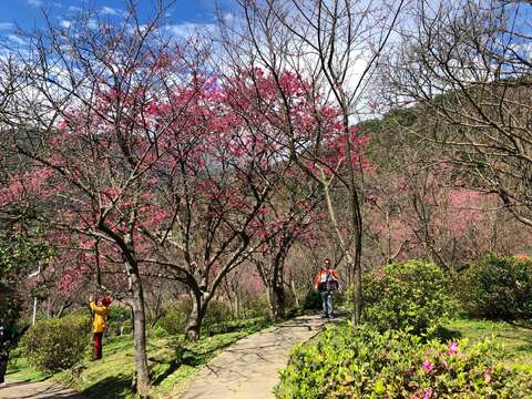 公園內的櫻花已開放五成(圖片來源:臺北市政府工務局公園路燈工程管理處)