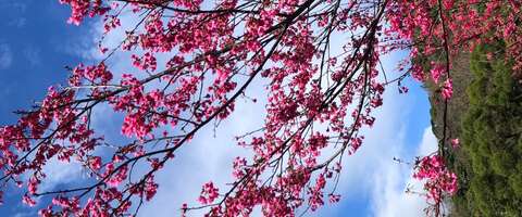 盛開的山櫻花(圖片來源：臺北市政府工務局公園路燈工程管理處)