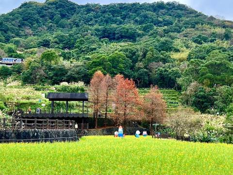 貓空樟樹步道魯冰花海（臺北市政府工務局公園處提供）