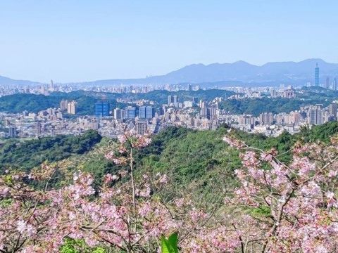 老泉里騰龍御櫻為臺北賞櫻秘境，從花影間還可遠眺市區景觀（文山區老泉里辦公處提供）