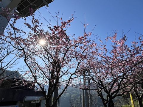 貓纜指南宮站周邊櫻花綻放（台北指南宮提供）