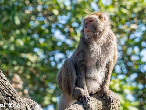 噢是相思豆猴米糕就是專屬我們的(圖片來源:臺北市立動物園)