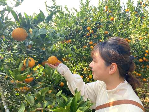 北投山區的「大屯社區」正值桶柑產季(圖片來源：臺北市政府工務局大地工程處)