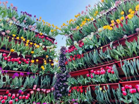 首次嘗試以立體方式呈現鬱金香花牆(圖片來源：臺北市政府工務局公園路燈工程管理處)