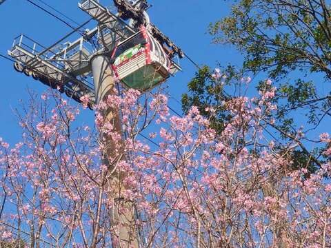 搭乘指南貓纜賞櫻花(圖片來源：臺北市政府工務局大地工程處)