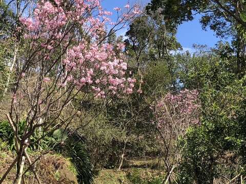 悠閒漫步櫻花林(圖片來源：臺北市政府工務局大地工程處)