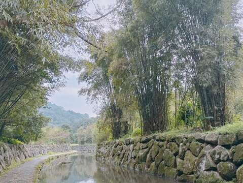 竹林佇立於溪溝旁(圖片來源：臺北市政府工務局大地工程處)