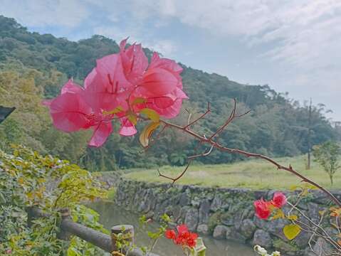 花朵映照溪流(圖片來源：臺北市政府工務局大地工程處)