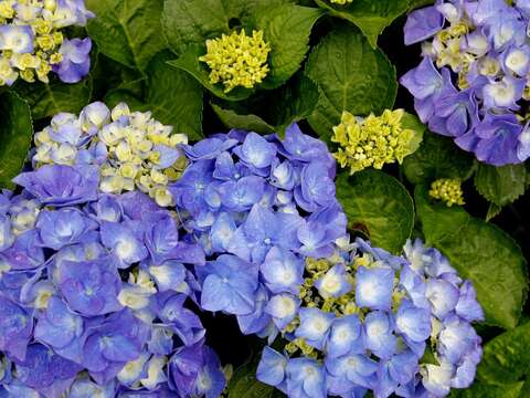 徜徉花海 2016 繡球花季盛開中