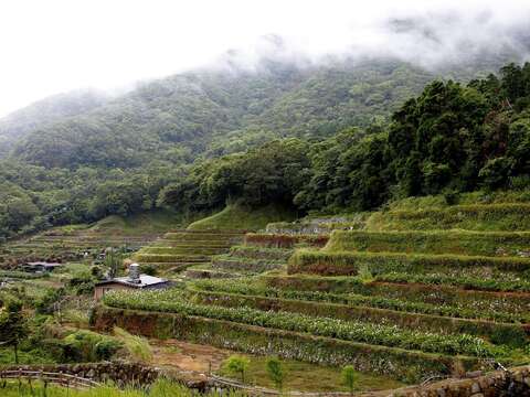 徜徉花海 2016 繡球花季盛開中