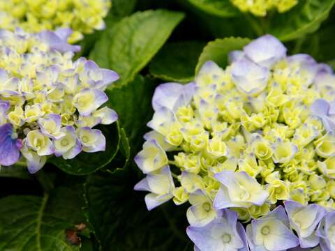 徜徉花海 2016 繡球花季盛開中