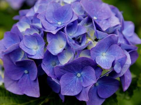 徜徉花海 2016 繡球花季盛開中