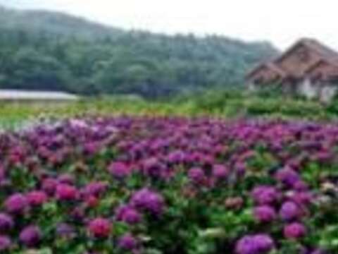 徜徉花海 2016 繡球花季盛開中