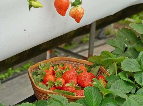 草莓園(圖片來源：臺北市政府產業發展局)