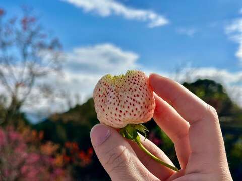 白草莓(圖片來源：臺北市政府產業發展局)