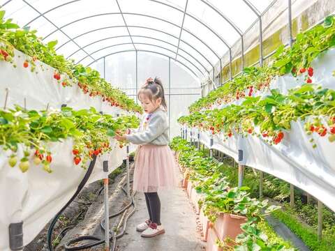 採莓趣(圖片來源：臺北市政府產業發展局)