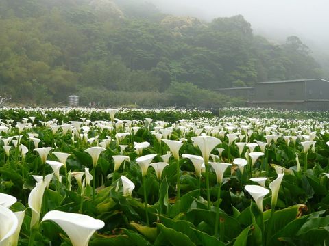 春天陽明山竹子湖海芋盛開，形成一片浪漫花海。（圖／北投區農會）