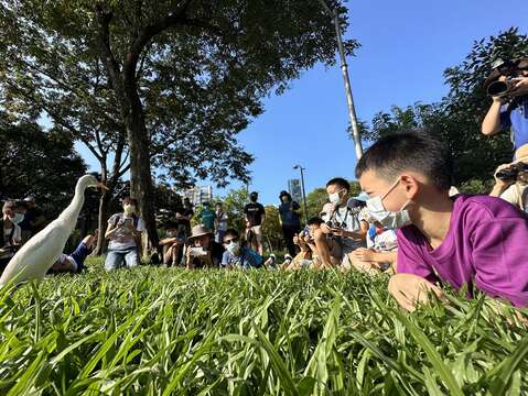 在大安森林公園可近距離觀察鷺科鳥類。