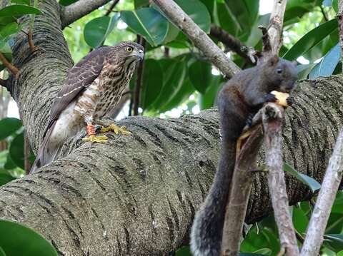 大安森林公園裡的鳳頭蒼鷹(左)正準備獵食松鼠(右)。(攝影/蕭啟仁)