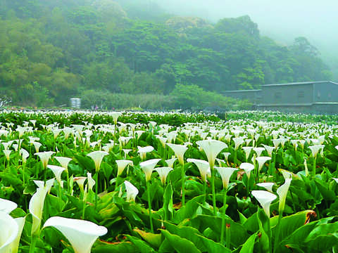 P43 #城市快訊 竹子湖花季@北投區農會