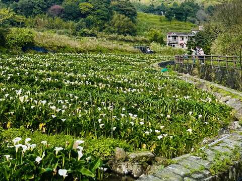 山景與花景(圖片來源：臺北市政府工務局大地工程處)