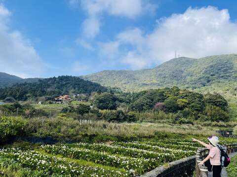 步道旁的海芋田(圖片來源：臺北市政府工務局大地工程處)