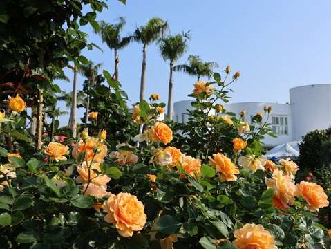 臺北玫瑰園花海區玫瑰花盛開。(圖片來源：臺北市政府工務局公園路燈工程管理處)