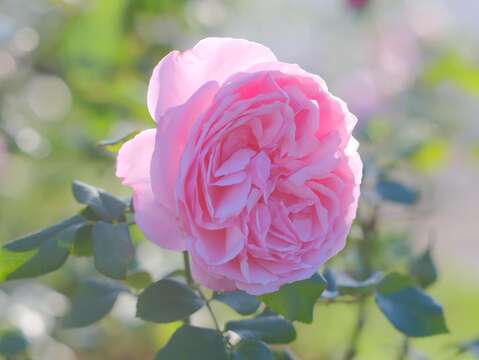 凱莉是奧斯丁經典切花、淡香、包子花型。(圖片來源：臺北市政府工務局公園路燈工程管理處)