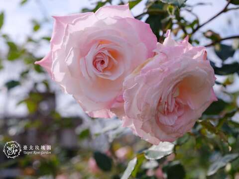 窈窕淑女由來自臺灣的許古意所育出。四季開花、強水果香。由於花朵像女孩皮膚一樣白(圖片來源：臺北市政府工務局公園路燈工程管理處)