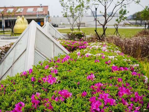 公園內目前盛開的杜鵑花（圖片來源：臺北市政府工務局衛生下水道工程處)