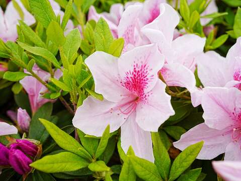 公園裡杜鵑花盛開的景象令人陶醉(圖片來源：臺北市政府工務局衛生下水道工程處)
