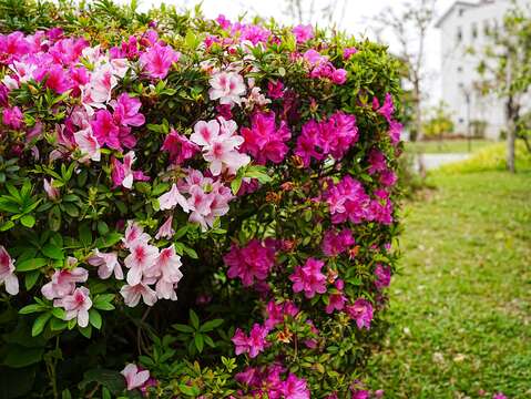 杜鵑花在公園中盛大地綻放著(圖片來源：臺北市政府工務局衛生下水道工程處)