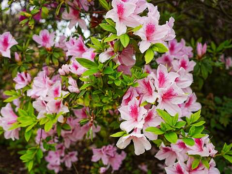 公園內現正綻放的杜鵑花(圖片來源：臺北市政府工務局衛生下水道工程處)