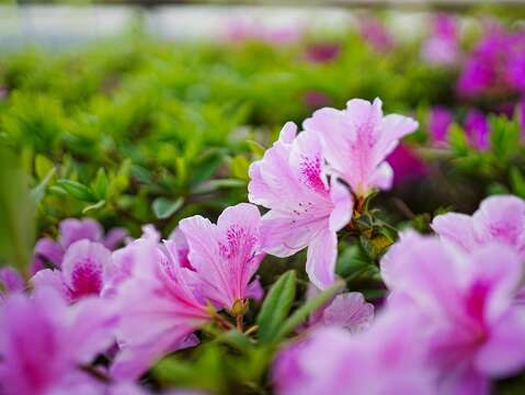 目前公園內杜鵑花綻放，美不勝收(圖片來源：臺北市政府工務局衛生下水道工程處)