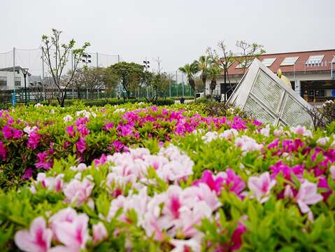 目前盛開的杜鵑花點綴了整個公園(圖片來源：臺北市政府工務局衛生下水道工程處)