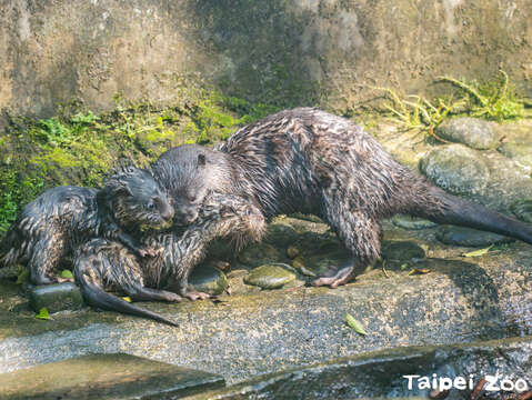 蜜香媽媽忙著把兩仔叼進叼出(圖片來源：臺北市立動物園)