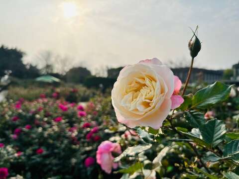 天氣轉晴，玫瑰花陸續綻放(圖片來源：臺北市政府工務局公園路燈工程管理處)