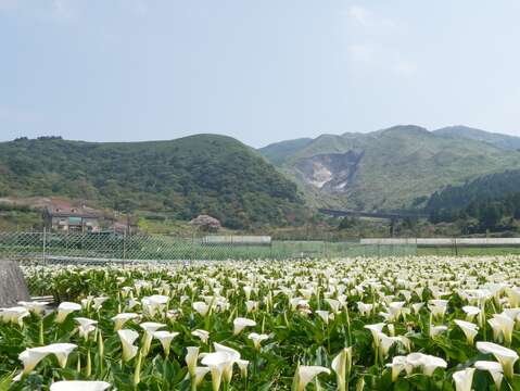 全臺唯一最大片純白海芋田在陽明山竹子湖(圖片來源：臺北市政府產業發展局)
