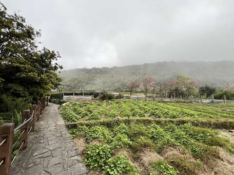 步道沿途伴隨朦朧山景及田園風貌(圖片來源：臺北市政府工務局大地工程處)