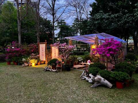 萬金杜鵑一站大安森林公園搶先看(圖片來源：臺北市政府工務局公園路燈工程管理處)